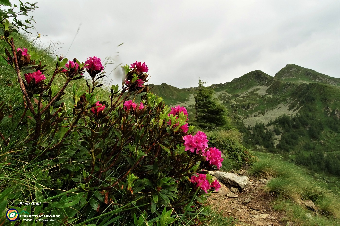 88 A temporale esaurito lascio la biata e discendo il sent. 101 fiorito di rododendri con vista a sx sul Valegino.JPG
